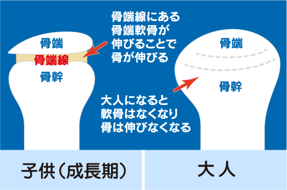 骨端線にある骨端軟骨が伸びることで骨が伸びる